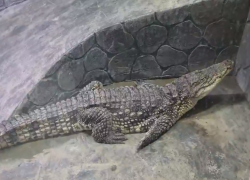 Переживший пожар в кинотеатре «Октябрь» крокодил вернулся в Астрахань