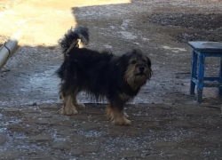 В Астраханской области моральный вред от укуса собаки оценили на 15 тысяч рублей