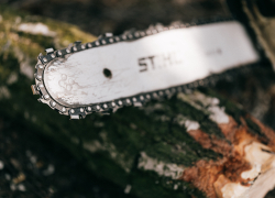 В Астрахани экс-полицейский вырубил лес на 680 тысяч рублей и получил «условку»