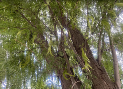 Прогноз погоды, именины, праздники в Астрахани в четверг 29 июня