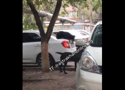 В Астрахани собаки играли в салки на припаркованном авто