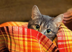 16 апреля в Астраханскую область вернутся заморозки