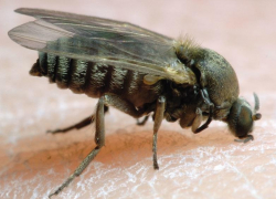 Как астраханцам спастись от самых назойливых, терроризирующих всю область насекомых