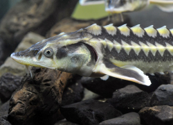 Астраханца осудили на 2,5 года колонии за покупку и сбыт нелегальных осетров 