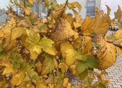 Погода, праздники, именины в понедельник 13 ноября