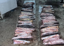 Под Астраханью вынесли приговор браконьеру, он получил реальный срок