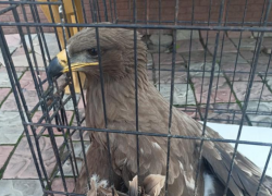 Под Астраханью спасли крупную хищную птицу с переломом крыла