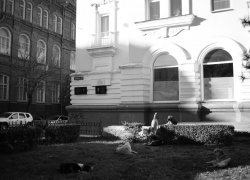 В Астрахани продолжается отлов бродячих собак