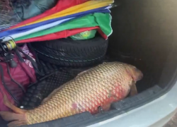 Рыбаки рассказали, где в Астраханской области ловятся сазаны исполинских размеров