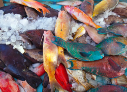 С начала года в Астраханской области изъяли более 100 тонн водных биоресурсов