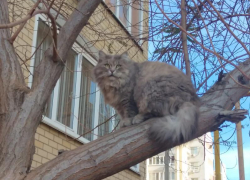 В Астрахань идет похолодание и заморозки