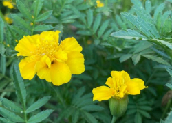 Прогноз погоды, именины, праздники в Астрахани в воскресенье 20 августа