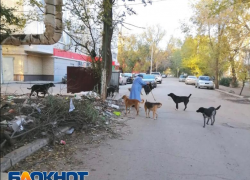 В астраханском парке «Дружба» состоится третий митинг против бродячих собак