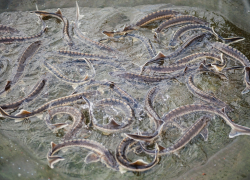 Двое астраханцев хотели разбазарить 27 килограммов черной икры 