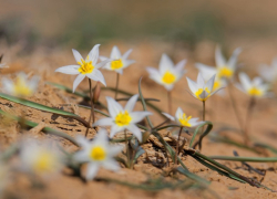 В Астраханской области зацвели краснокнижные тюльпаны