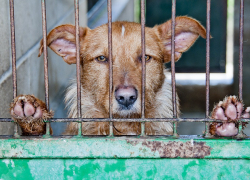 Выловленных бездомных собак содержали в приюте, которого нет