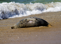 Сотня мёртвых тюленей обнаружена на побережье Каспия