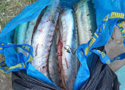 В Астрахани осудят мужчину за незаконное приобретение и перепродажу икры и тушек осетровых