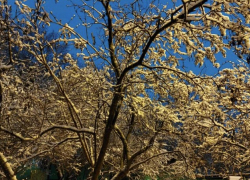 Погода, праздники, именины в воскресенье 21 января