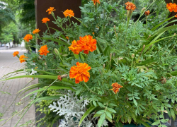 Прогноз погоды, именины, праздники в Астрахани в пятницу 4 августа