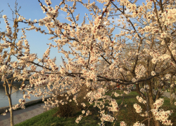 Прогноз погоды, именины, праздники в Астрахани в четверг 6 апреля