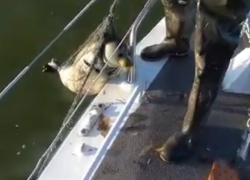 Астраханские пограничники спасли от гибели двух каспийских тюленей