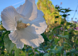 Прогноз погоды, именины, праздники в Астрахани в среду 9 августа