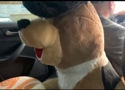 По Астрахани ездит такси с необычным пассажиром 