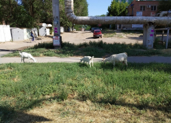 На оживленной улице в Астрахани пасутся козы