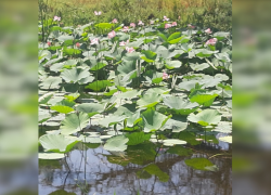 В Астраханской области заметили цветение первых лотосов