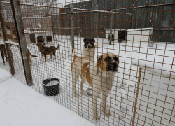 По ходатайству астраханского следствия Андрея Невлюдова заключили под стражу