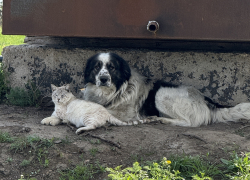 В Астраханской области сообщают о новом очаге смертельного заболевания