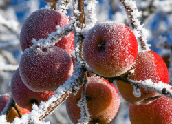 В Астрахань придут морозы, снегопады, а потом потепление
