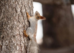В Астрахани на площадь Ленина неизвестные выпустили 9 белок
