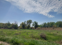 В Астраханской области собирают необычные сморщенные грибы