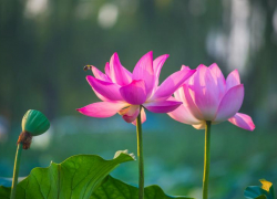 В Астрахани 5 человек заплатят штраф за сорванные цветы лотоса