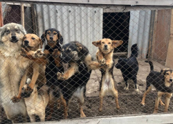 В Астраханской области власти Ахтубинского района не желали строить приют для бездомных животных