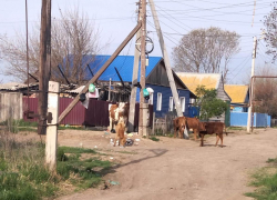 В Астрахани коровы-беспредельщицы заставляют нервничать местных жителей