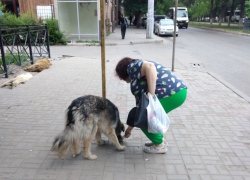 Астраханской области разрешат бороться с бездомными собаками своими методами