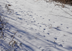 В Астраханской области растет численность шакалов