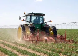 В Астраханской области поля массово засеют картофелем