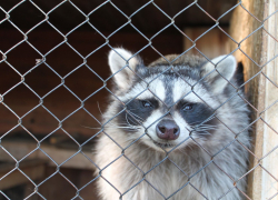 Капибары, капуцины, игуана-носорог и другие обитатели нового зоопарка в Астрахани вышли на связь