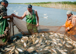 Астраханские предприятия планируют добыть порядка 35 тысяч тонн рыбы