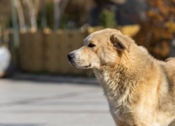 В ближайшее время под Астраханью появится новый приют для безнадзорных животных
