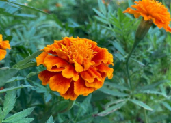 Прогноз погоды, именины, праздники в Астрахани в четверг 17 августа