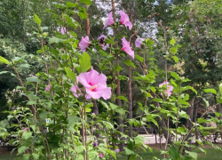 Прогноз погоды, именины, праздники в Астрахани в субботу 12 августа