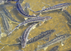 89 белуг в комплексе "БИОС" погибли из-за халатности