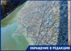 Рыбий мор: харабалинские депутаты обвинили главу района в Астраханской области в экологической катастрофе