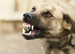 В Советском районе Астрахани стая собак разорвала дворнягу