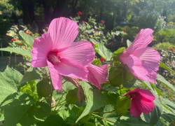 Прогноз погоды, именины, праздники в Астрахани в среду 16 августа